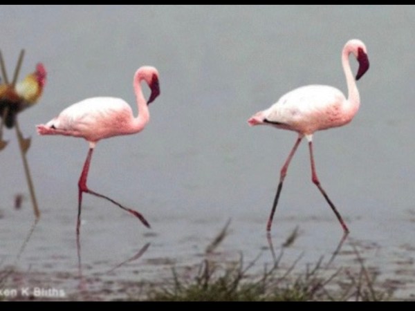 Edward the English Strategist who is obsessed with&nbsp;roosters.